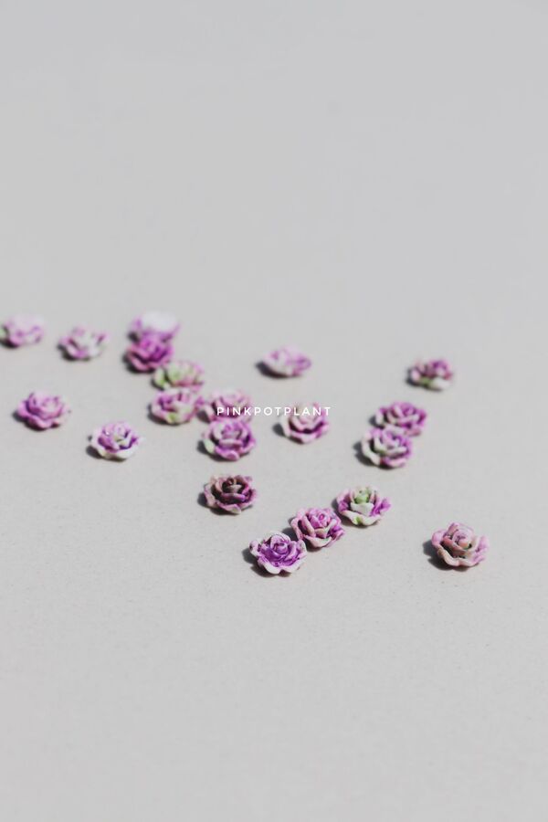 Aplique Decoracion Rositas x20u - ISSI Supplies - Solo en Pink Pot Plant